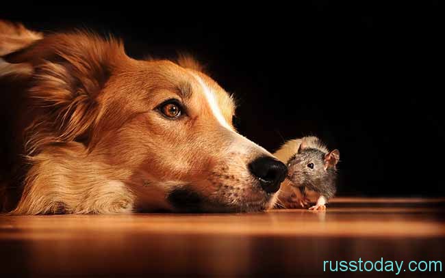 Собака и Мышь