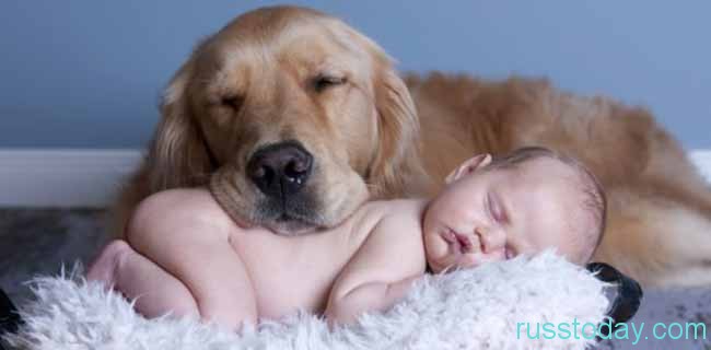 младенец и собака