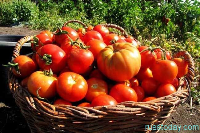 урожай помидор