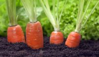 урожай моркови