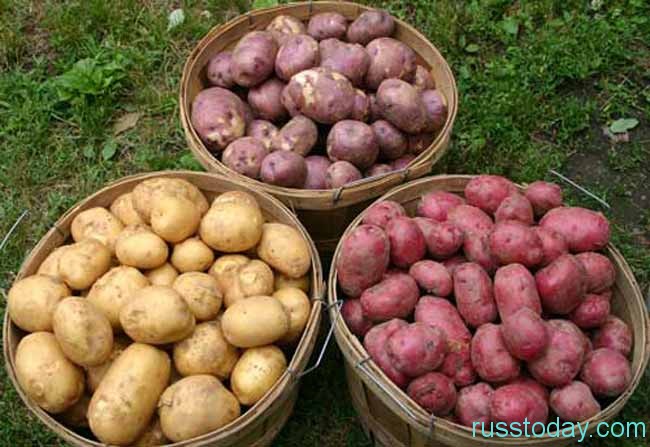 урожай картошки
