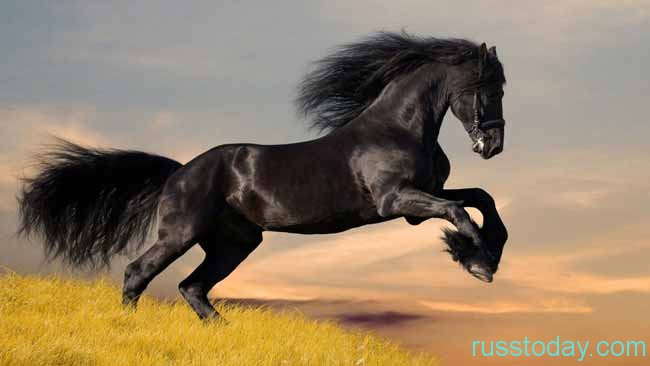красивая лошадка
