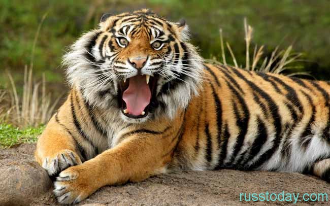 Для представителей знака Тигр