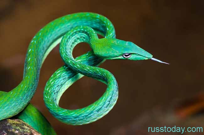 зеленая змея