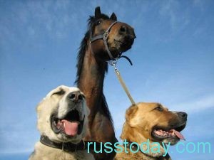 лошадь и собаки
