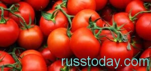 Сорта томатов для Урала и Сибири