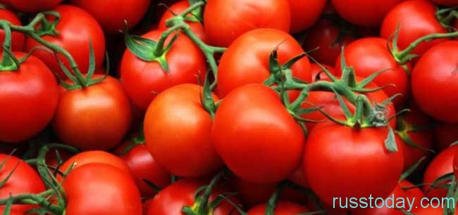 Сорта томатов для Урала и Сибири