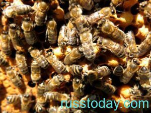 Как принимать настойку пчелиного подмора: полезные свойства и применение